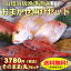 【送料無料】山陰直送「朝とれおまかせ鮮魚・魚介3780円（税込）詰合せセット」（丸のまま・下処理なし..