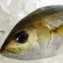 イサキ 1尾 約28-30cm (生冷凍・調理済み) 【浜坂産】