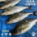 イサキ(生)1尾 約400-490g程度【山陰沖産】白身 魚 さしみ 刺身 生食 いさき、いさぎ