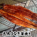 自家製！天然うなぎ蒲焼き（冷凍）1尾（1人前） 骨 肝 タレ付 【兵庫県新温泉町浜坂 岸田川産】※小さいサイズの鰻です。（鰻 ウナギ かばやき）