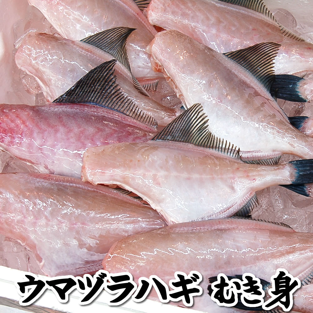 ウマヅラハギむき身（冷凍）2-3尾入で約500-550g（真空パック）　【浜坂産】