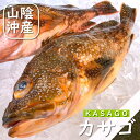 カサゴ(生)1尾 約800-890g 【浜坂産】 (がしら・かさご)