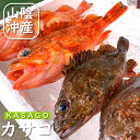 カサゴ(生) 1尾 約200-290g 【浜坂産】 (かさご・ガシラ)