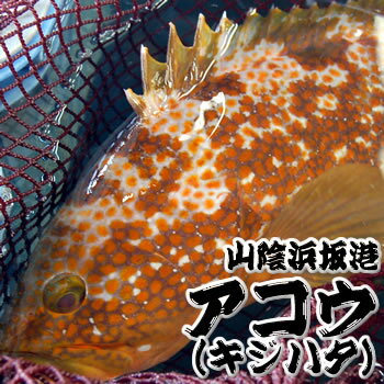 超高級魚　活・アコウ（活生）　1尾　約600-690g　　※活かしてますので、発送直前に〆てお届け致します。(キジハタ、アカミズ、赤水)