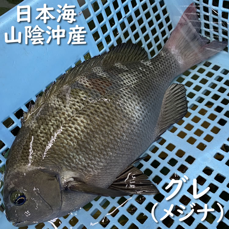 活・グレ（メジナ）【生】　1尾　約1.2-1.5kg前後　【浜坂産】　※活かしてますので、発送直前に〆てお届け致します。