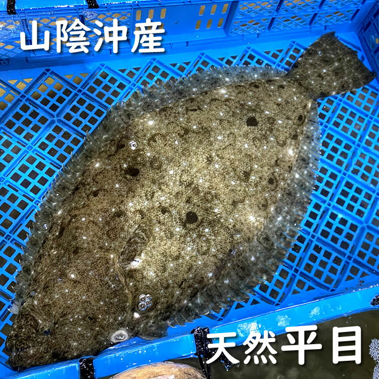 活・天然ヒラメ（生）　1尾　約700-790g前後　【浜坂産】　※活かしてますので、発送直前に〆てお届け致..