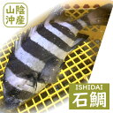 活・石鯛(生)1尾 約700-790g前後 【浜坂産】 ※活かしてますので、発送直前に〆てお届け致します。(いしだい・イシダイ)
