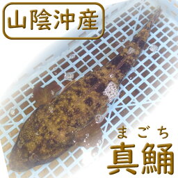 活・コチ（活生）　1尾　約800-890g前後　【浜坂産】　※活かしてますので、発送直前に〆てお届け致します。　（まごち、マゴチ）