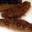 （即日発送）日本海の天然・赤ナマコ（活生）　約1kg前後　【浜坂産】　（赤なまこ・なまこ・海鼠）