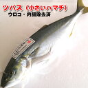 ツバス（ハマチ）（生冷凍・調理済み）　1尾　約250-299g（調理前重さ） 【浜坂産】