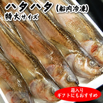 ハタハタ（船内冷凍）特大　10～15尾入（約21～25cm程度）箱入り【浜坂産】船で獲れたそのままを即冷凍..