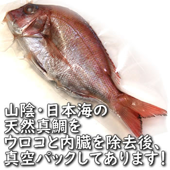 天然・真鯛（下処理済み・冷凍）　1尾　約36-38cm　　【浜坂産】（たい・タイ）