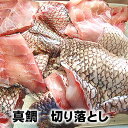 訳あり・天然真鯛切り落し（冷凍）約500g（山陰浜坂産）（たい・タイ）