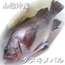 タヌキメバル 1尾 約34-36cm (生冷凍・調理済み) 【浜坂産】 (白ソイ、白そい、ソイ、ハト)(4)