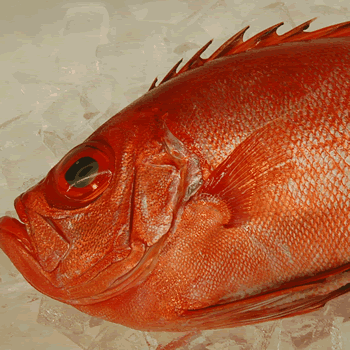 チカメキントキ（生冷凍・調理済み）1尾　原体約2kg程度 （山陰浜坂産）キンメ