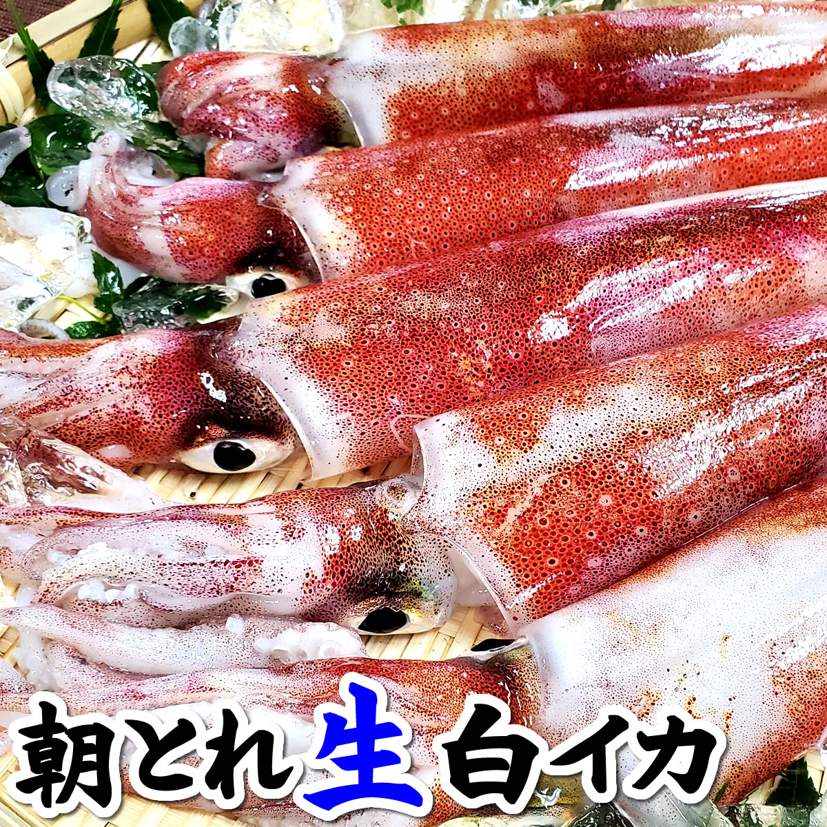 （旬もの予約・送料無料セール）朝とれ白イカ（生）　約1kg入（3〜8杯入）　【山陰沖産】　お刺身、海鮮バーベキューに！　（予約受付中）　（白烏賊、しろいか・シロイカ・白いか・ケンサキ）のサムネイル