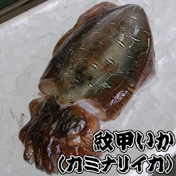 モンゴウイカ（カミナリイカ）【生冷凍】　特大　1杯入　約1.0-1.2kg（胴長さ目安：約22cm程度）　【浜坂産】　（紋甲いか・もんごういか・かみなりいか） 2