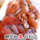 （旬もの予約・送料無料）朝とれ 小だこ（生）　約1kg...