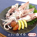 不揃い小さい白イカ(塩茹で済・冷凍)150g(兵庫県産)柔らかくて美味しい バーベキューにも大活躍(ボイル 訳あり 白烏賊 白いか 烏賊 やりいか ヤリイカ ケ...
