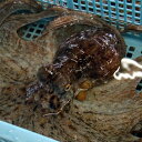 活・真だこ(生)小 丸ごと3匹で約550g前後 【浜坂産】 ※活かしてますので、発送直前に〆てお届け致します。(たこ、タコ、蛸)