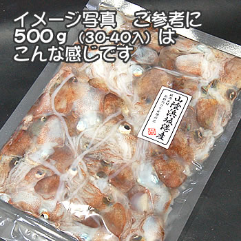 ミミイカ【冷凍】　小〜小小　約500g（20-25匹程度入）【浜坂産】(みみいか・耳いか・耳イカ・烏賊・ぼうずいか・ボウズイカ・釣・えさ)