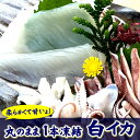 白イカ【生・バラ冷凍】大　1杯（500〜590g程度）【浜坂産】（白烏賊・白いか・烏賊・やりいか・ヤリイカ・ケンサキ・けんさき）