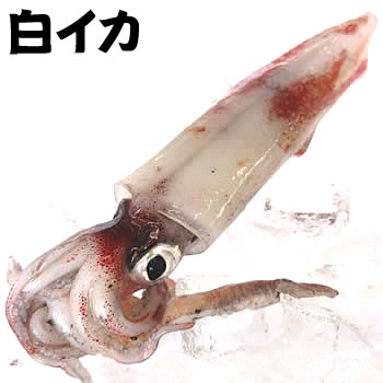 白いか は鳥取で味わえる絶品のイカ 旬の季節やおいしく食べるレシピをご紹介 Jouer ジュエ