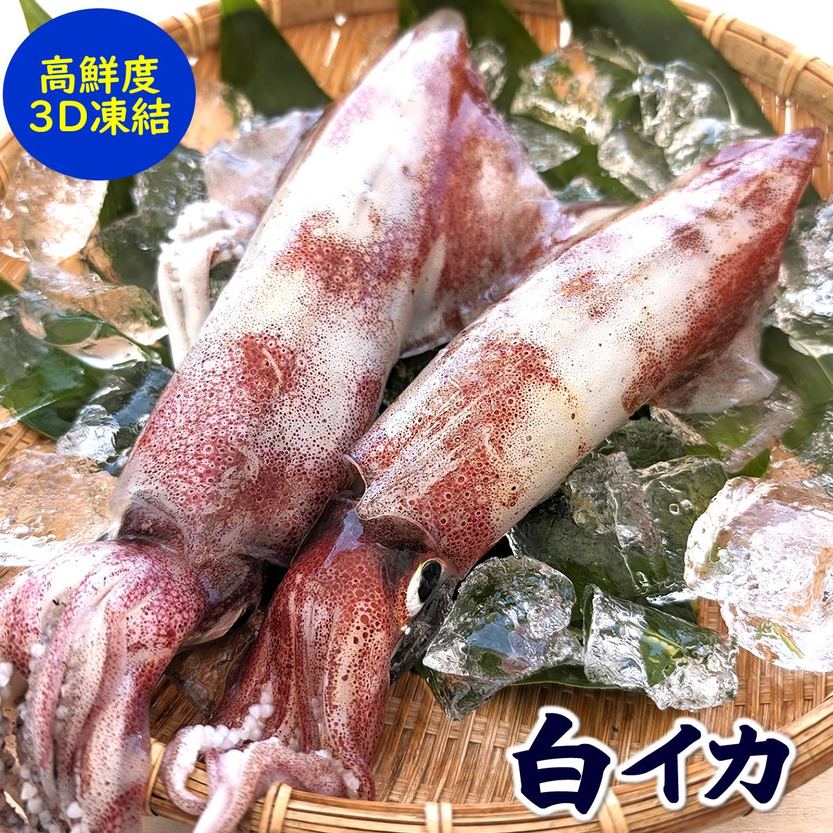 白イカ【生・バラ冷凍】1杯×(200〜290g程度)【兵庫県浜坂産】(白烏賊・白いか・烏賊・やりいか・ヤリイカ・ケンサキ・けんさき)