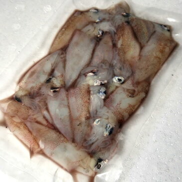 小イカ（冷凍）　約250g（浜坂産）　※今回は主に白イカです。　（小型のイカ・豆いか・釣・えさ・エサ・餌）
