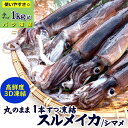 (送料無料)するめいか(冷凍)家庭用 小 約1kg(8-11杯程度入) 国産(山陰浜坂産)IQ バラ凍結(シマメイカ、しまめいか、スルメイカ)小サイズが不揃いの...