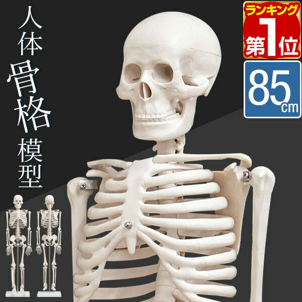 人体模型 骨格模型 骨 約85cm 1/2モデル 展示スタンド付き 骨格標本 骨格モデル 全身骨格模型 直立 可動 医学 理学 解剖学 整体 整骨院..