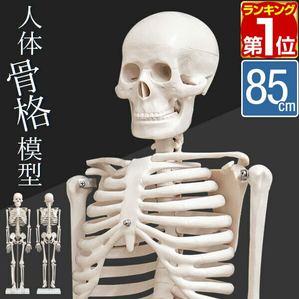 楽天市場】人体模型 画像の通販 楽天市場】人体模型 画像の通販