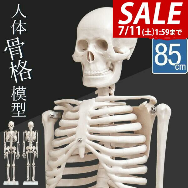 楽天市場】骨格分離モデルの通販