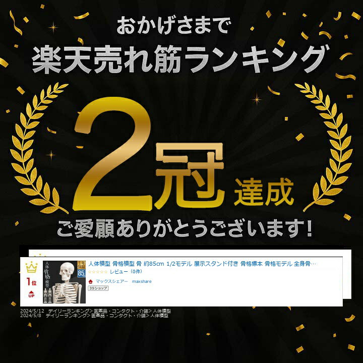 【楽天1位】人体模型 骨格模型 骨 約85cm 1/2モデル 展示スタンド付き 骨格標本 骨格モデル 全身骨格模型 直立 可動 医学 理学 解剖学 整体 整骨院 関節 資料用 説明用 リアル レプリカ ディスプレイ 骨格モデル セット 骨格 解剖骨格 ★[送料無料] 3