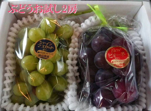 【予約販売】【ご家庭用フルーツ】岡山ぶどう/ブドウお試し2房入 【予約販売】【ご家庭用フルーツ】岡山ぶどう/ブドウお試し2房入