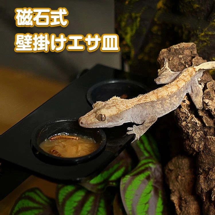 送料無料 磁石壁掛けエサ皿 エサ皿 磁石 樹上性 爬虫類 両生類 エサ皿 水飲み場 水入れ 食器 ヘビ レオパ カエル トカゲ 磁石 餌入り フードカップ 食器...