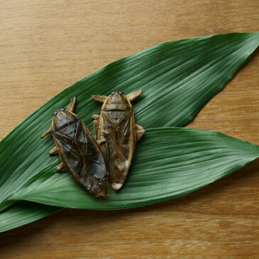 食用虫 タガメ(ジャイアントウォータースコーピオン/田鼈/水爬虫/たがめ)2匹 昆虫食 食べる虫 タイ産 食用虫 食べる虫入門 おつまみ お菓子 パーティー 送料無料 TAKEO 罰ゲーム グッズ ドッキリ イタズラ ゲテモノ インスタ映え 常温保存 簡易包装 訳あり 食品