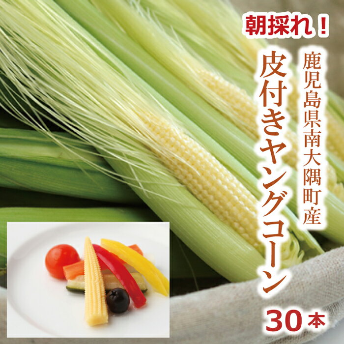 【数量限定】【産地直送】 ヤングコーン 皮付き ゴールドラッシュ（ベビーコーン） 100本 朝採れ トウモロコシ 新鮮直送 甘い 野菜 サラダ コーンスープ ピクルス バーベキュー 採れたて プレゼント ギフト 日本産 国産 産直 期間限定 鹿児島県 南大隅町 おすすめ