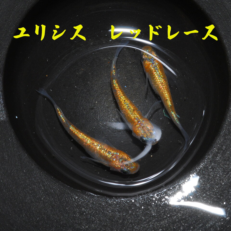 商品情報メダカの特徴きれいな赤色、オレンジ色が特徴のメダカになります。青色個体も出ますので繁殖させて次世代の色味も楽しめる品種になります！サイズ感稚魚約1センチ前後の個体になります。生後2週間前後となりますサイズの小さい未選別個体になりますので、必ず親個体のようになるとは限りません。※季節によってサイズ感に違いがあることがございます。　成魚約1.5センチ以上の個体になります。※生後約2か月前後になります。ご注意画像は親めだか、または参考画像となります。いずれにせよ当社にて飼育している個体になりますのでご安心ください。また、使用する端末やモニターによって色味が変わって見えますのでご了承ください。若魚は未選別個体ですユリシスレッドレース　メダカ　稚魚　10匹 メダカ めだか　観賞魚 改良メダカ 淡水魚 品種改良メダカ アクアリウム medaka 生体 綺麗 きれい メダカ販売 5