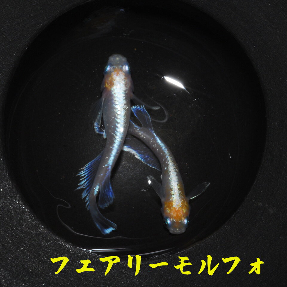 フェアリーモルフォ　メダカ