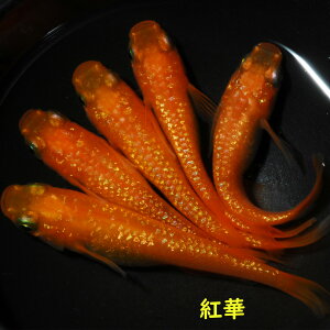 メダカ めだか 紅華 5匹 観賞魚 改良メダカ 淡水魚 品種改良メダカ アクアリウム medaka 生体 綺麗 きれい メダカ販売