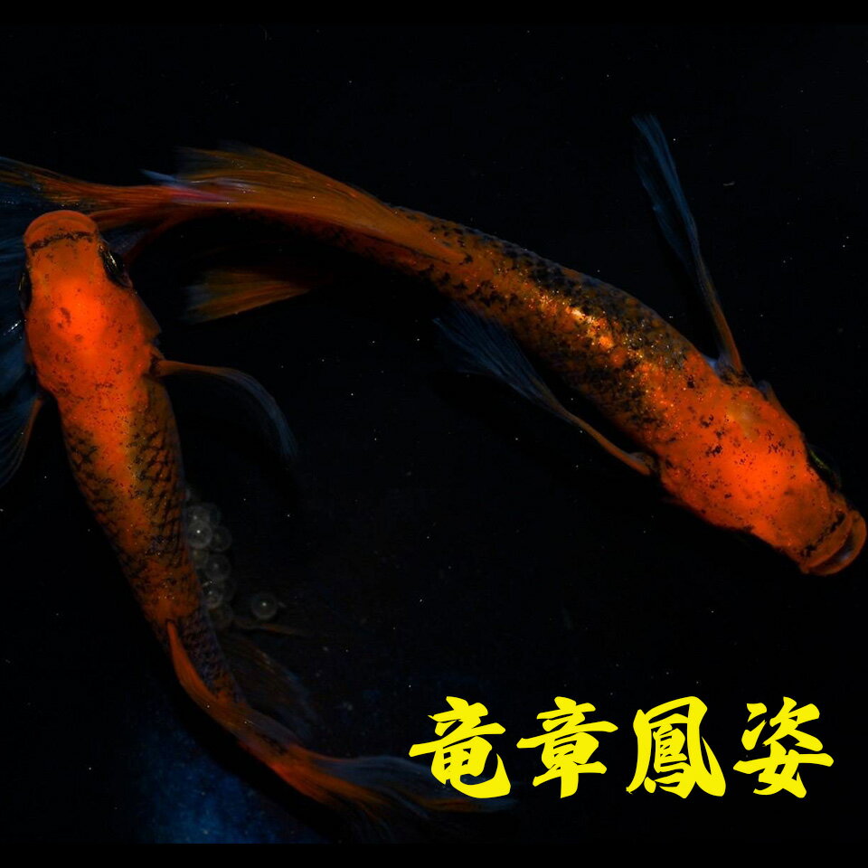 最終大幅お値下げ❗️古伊万里水指龍柄メダカ飼いにも 観葉植物 ヴィンテージ 楽天市場】極 龍 メダカの通販