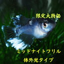 限定大特価 ミッドナイトフリル体外光