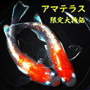 限定大特価 アマテラス メダカ