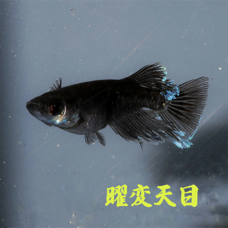 曜変天目　めだか