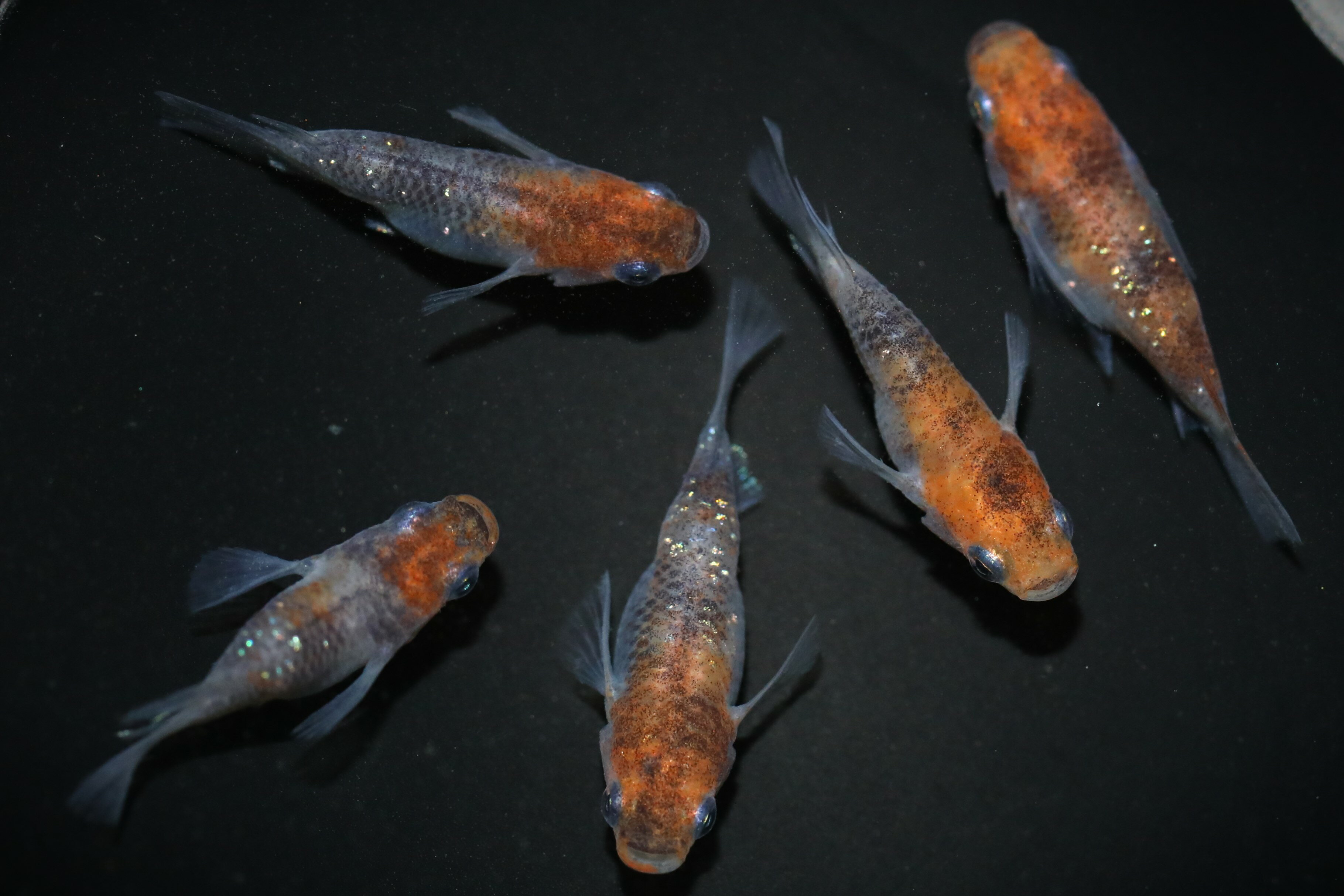 三色ラメダルマ 2ペア オス2匹メス2匹 観賞魚 生体 改良メダカ アクアリウム 成魚 メダカ 三色めだか めだかの館