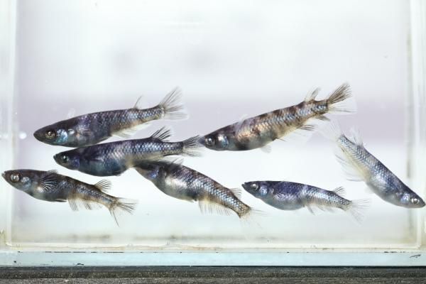 【めだかの館】　和墨白銀 【現物販売】　オス3匹メス4匹　サイズL　EA2002