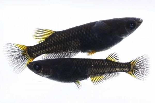 樂天商城 - 【めだかの館】　ブラック黄金透明鱗ブルーアイ 【現物販売】　オス1匹メス1匹　サイズM〜L　EA3003