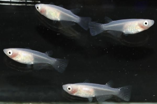 ピュアホワイト透明鱗オス2匹メス2...