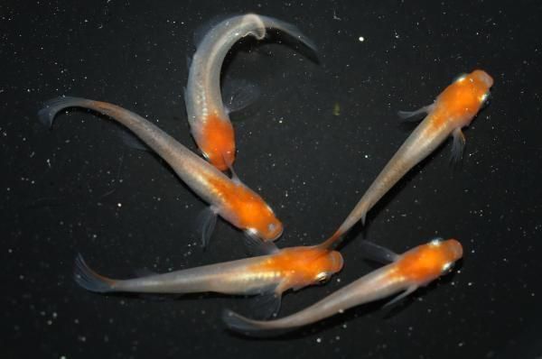 紅白透明鱗オス2匹メス3匹サイズM...